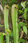 Hooded pitcherplant